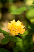 IMG_6601
