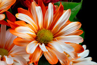 flower123a