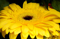 yellowflower