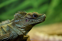 IMG_4484a