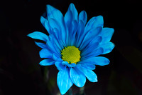 blueflower