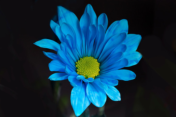 blueflower