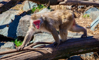 IMG_3981a