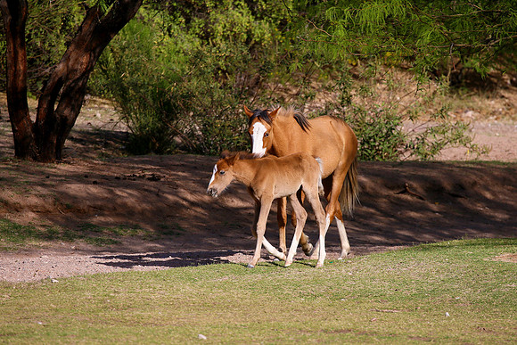 IMG_9450az