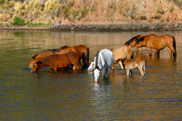 Wild Horses of The Salt River