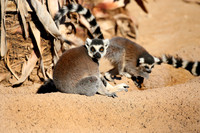 IMG_4635a