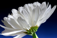whiteflower
