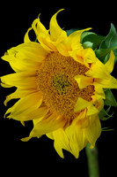 sunflower1