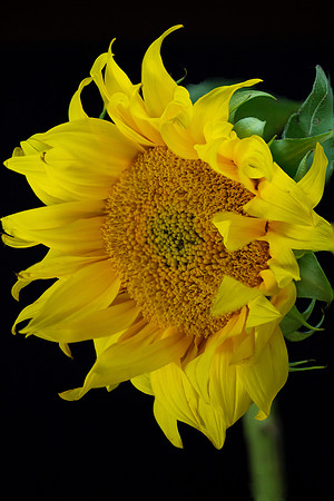 sunflower1