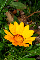 _MG_0122a