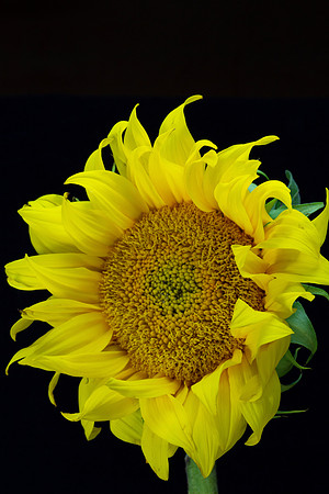 sunflower2
