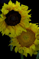 sunflowers3