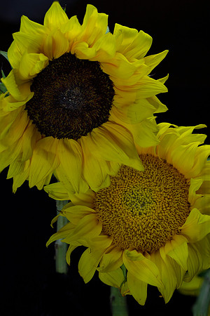 sunflowers3