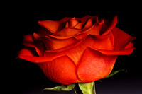 orangeflower2