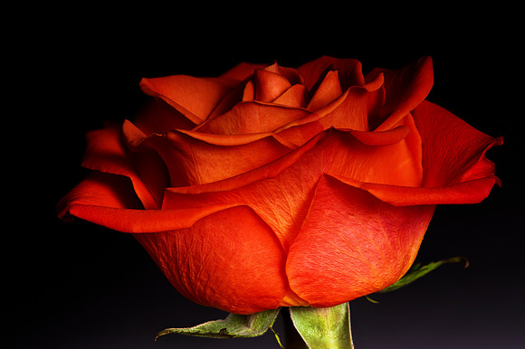 orangeflower2